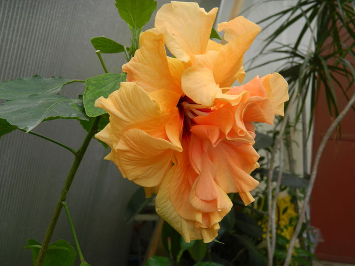 DSCN0040 - 2016 CATEVA SPLENDORI_ HIBISCUSI SI ALTE FLORI