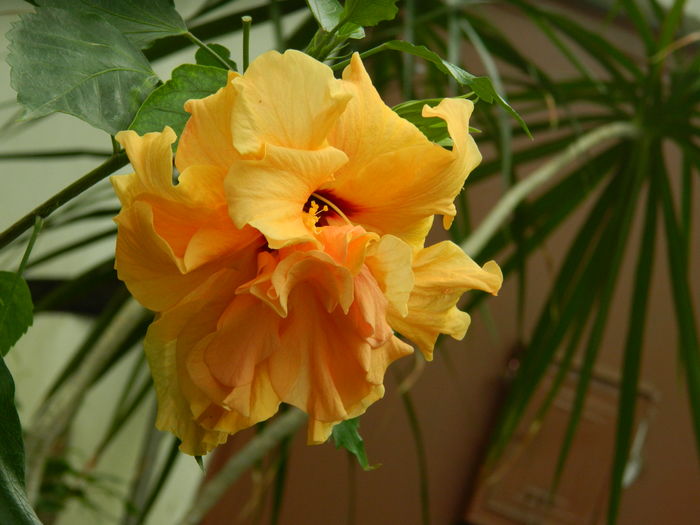 DSCN0047 - 2016 CATEVA SPLENDORI_ HIBISCUSI SI ALTE FLORI