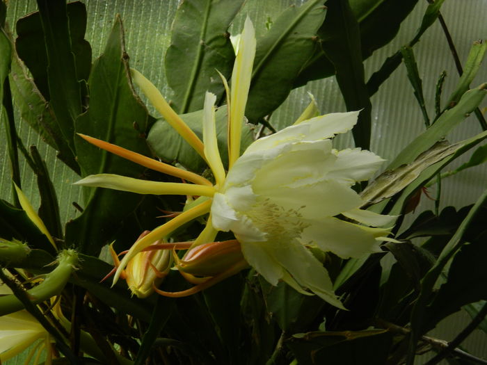 DSCN0082 - 2016 CATEVA SPLENDORI_ HIBISCUSI SI ALTE FLORI