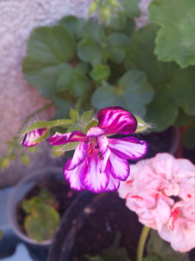 1466852420172 - Muscatele mele frumoase 2016