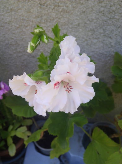 1466852344202 - Muscatele mele frumoase 2016