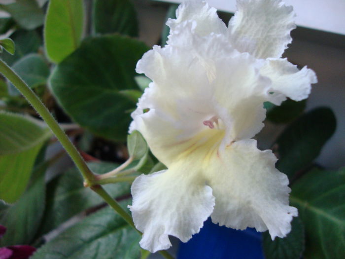 DSC09680 - Streptocarpus 2016