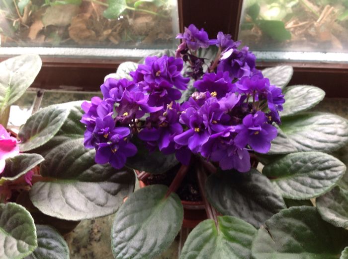 image - AAA Violete africane comerciale