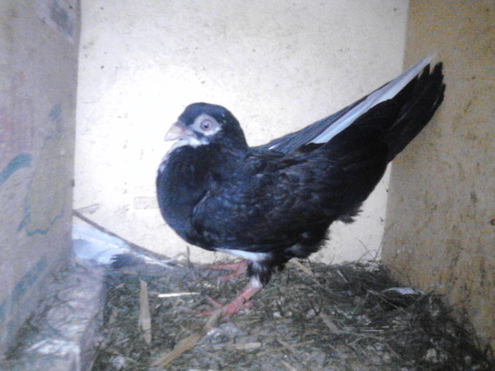 IMG_20160603_185535 - 0 Porumbeii mei 2015-2016