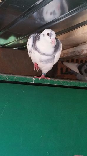 IMG-20160625-WA0019 - Un nou inceput