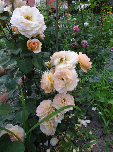 iunie 2016 -primele flori