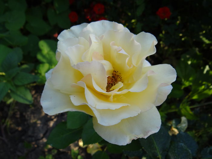 Elegant Lady - iunie II