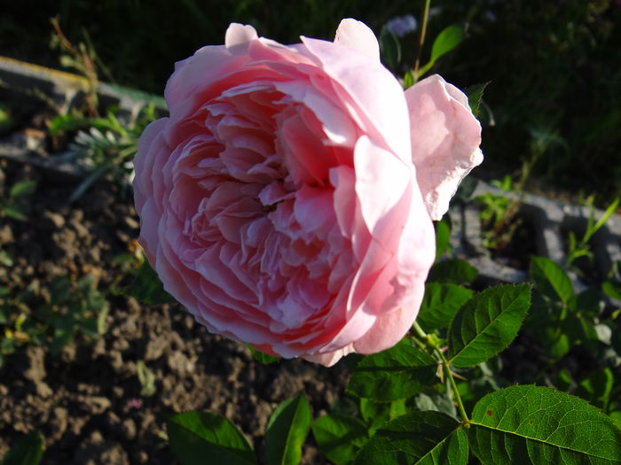 The Alnwick Rose - iunie II