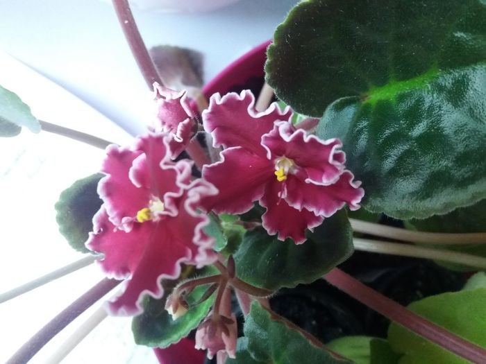 20160625_082614 - violete