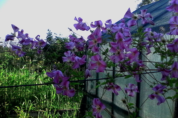 IMG_20160626_084103 - 5Vara 2016