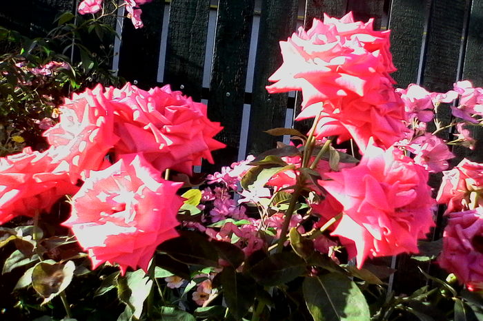 IMG_20160626_083442 - 5Vara 2016