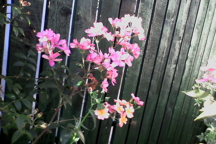 IMG_20160626_083433 - 5Vara 2016