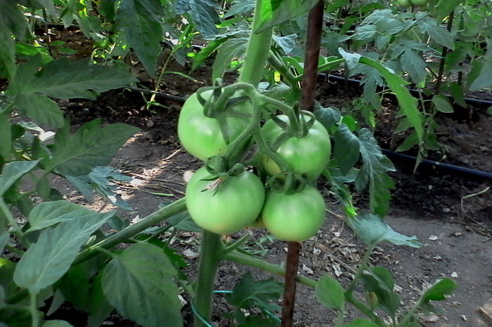 siriana - 5Gradina de legume 2016