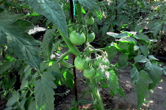 Buzau - 5Gradina de legume 2016