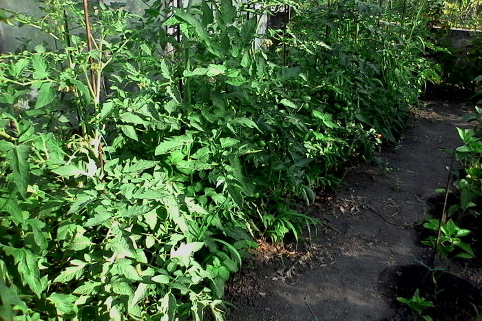 rosii hobby - 5Gradina de legume 2016