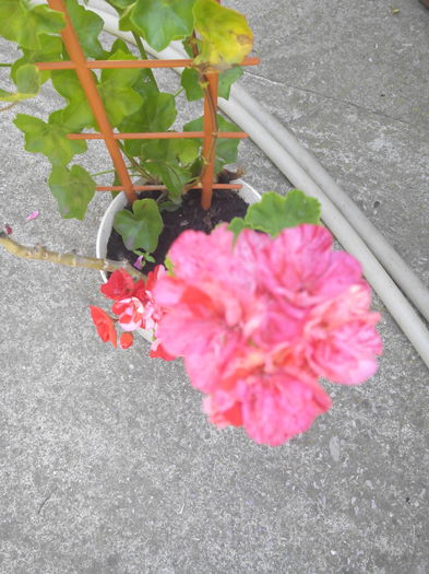 1466852919052 - Muscatele mele frumoase 2016