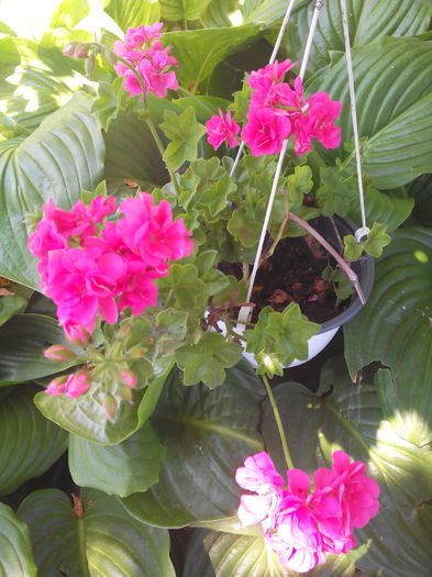 1466852832026 - Muscatele mele frumoase 2016