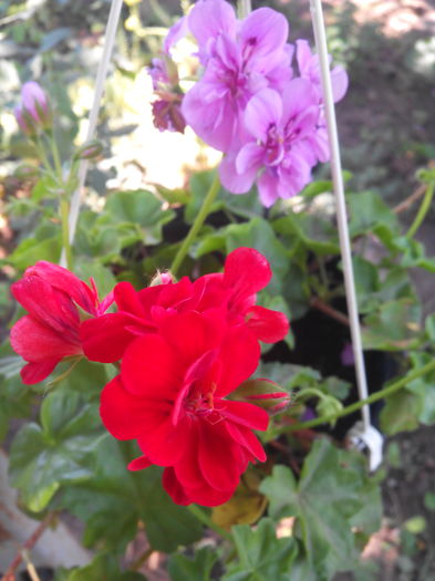 1466852816935 - Muscatele mele frumoase 2016