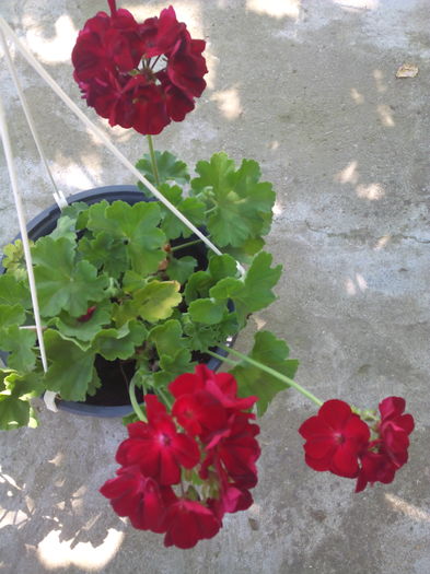 1466852761554 - Muscatele mele frumoase 2016