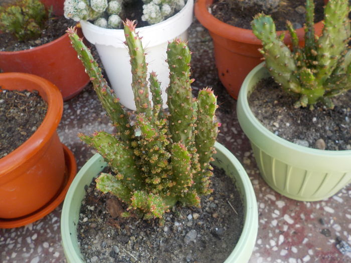 DSCN0358[1] - CACTUSI si SUCULENTE
