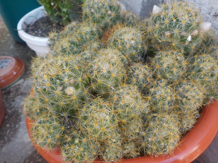 DSCN0365[1] - CACTUSI si SUCULENTE
