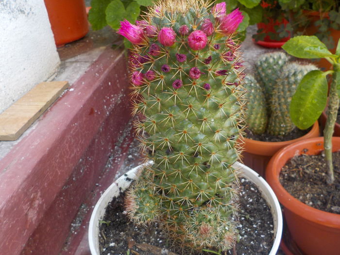 mammillaria spinosissima - CACTUSI si SUCULENTE