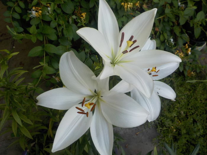 DSCN0343[1] - crini de gradina