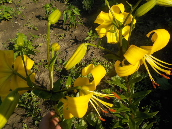 DSCN0385[1] - crini de gradina