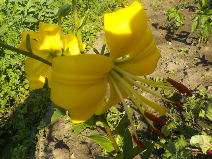 golden splendour - crini de gradina