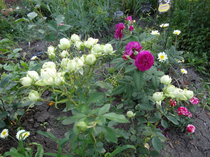 Lovely Green si Pourple Lodge - iunie II