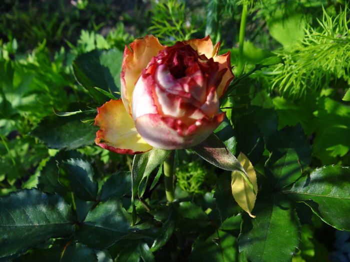 High Society - iunie II