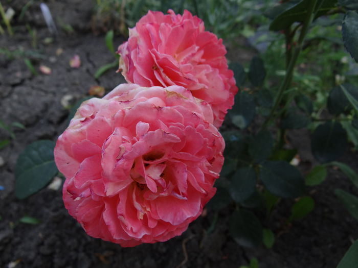 Mamie Ditiere