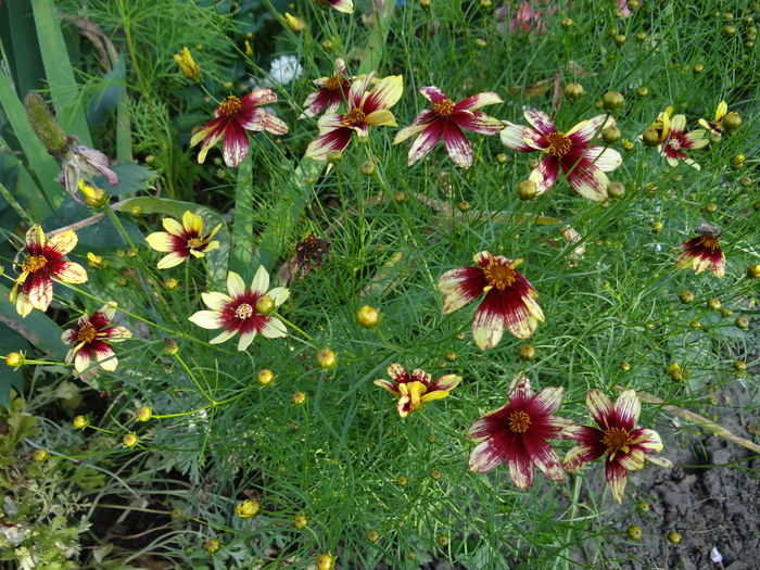 coreopsis route 66 - iunie II