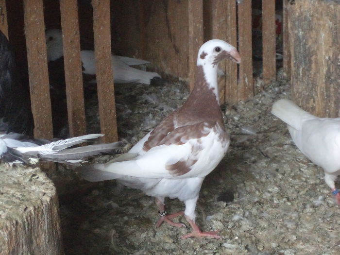 transformat iunie 2016