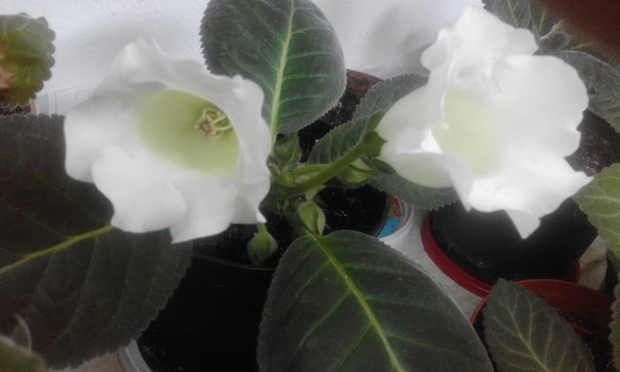 20160626_100506 - Flori 2016