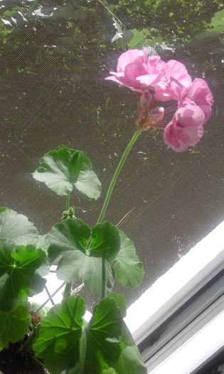 20160626_100837 - Flori 2016