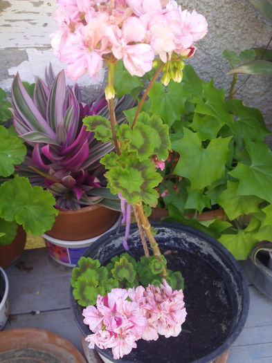 1466852481648 - Muscatele mele frumoase 2016