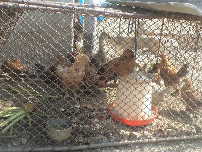 TRANSFORMARE IUNIE 2016