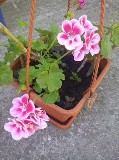 1466852630763 - Muscatele mele frumoase 2016