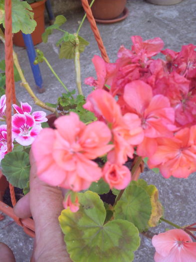 1466852647193 - Muscatele mele frumoase 2016