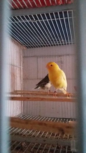 13466011_1205656286145699_3731573477432158405_n - canari