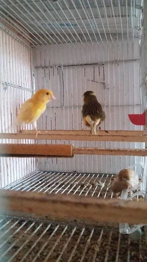 13394207_1205656392812355_500450927949376661_n