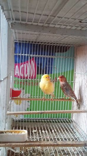 13419233_1205656052812389_7565183713768919468_n