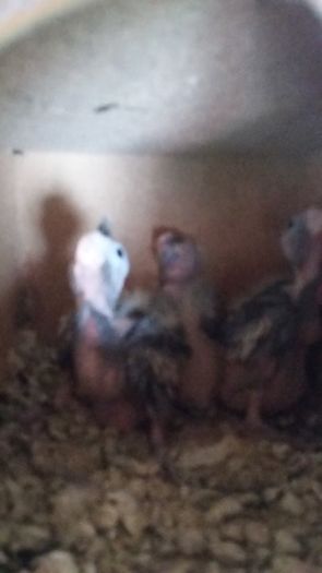 13450183_1209996239045037_4712503158241781390_n