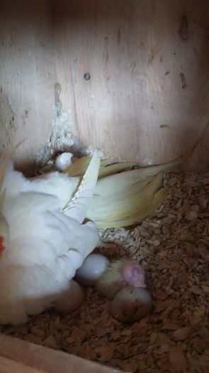 13466384_1209996232378371_2725393235599058208_n