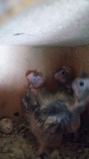 13521876_1209996229045038_3810635662796726609_n - Ninfe