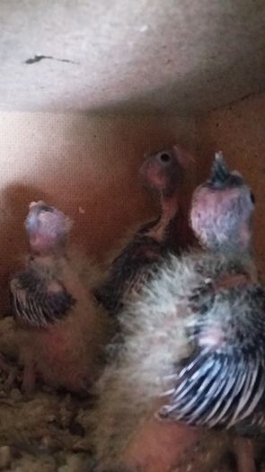 13393988_1209996242378370_5884514352664117674_n - Ninfe