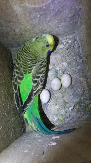 13393926_1205656436145684_6690418129931022893_n