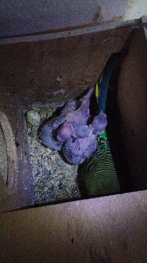 13394036_1205656616145666_4584962784890749075_n - Perusi