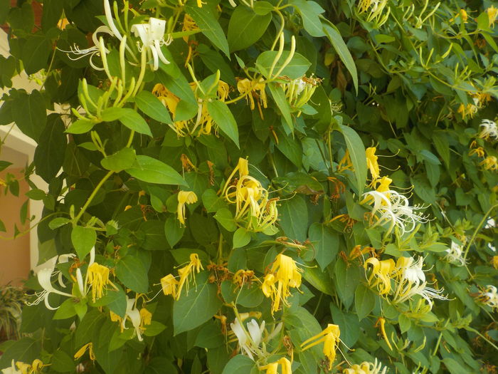 DSCN0399[1] - lonicera